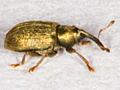 Acalyptus carpini